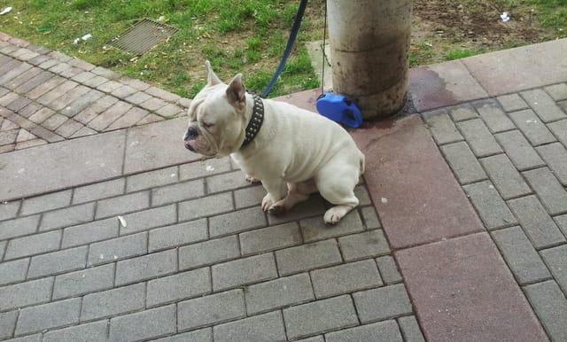 La foto di partenza di Rufus